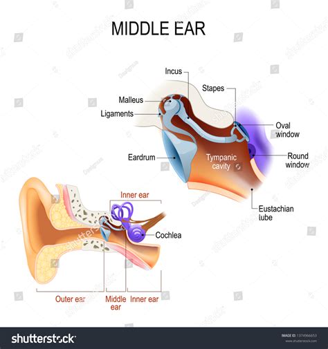 Best Ear Stirrup Royalty-Free Images, Stock Photos & Pictures | Shutterstock