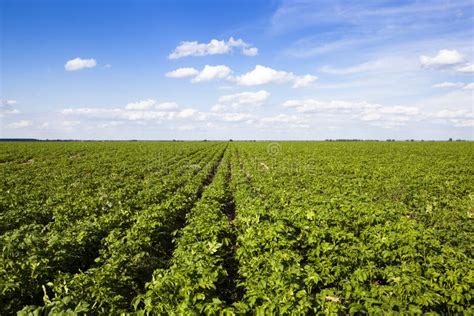 Potato Plantations Grow in the Field. Vegetable Rows. Farming ...