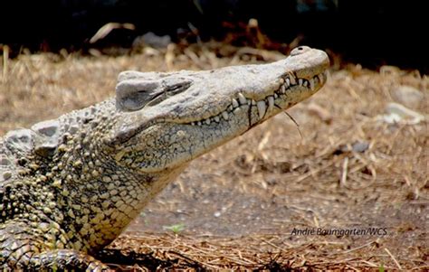 Endangered Cuban Crocodiles Come Home > Newsroom