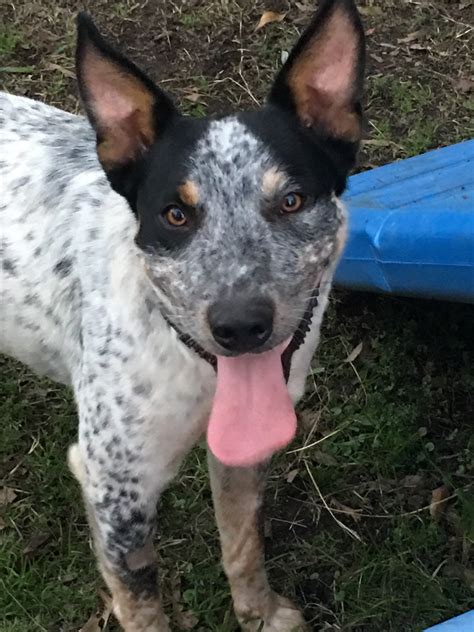 Smackers - Medium Male Blue Heeler x Kelpie Mix Dog in NSW - PetRescue