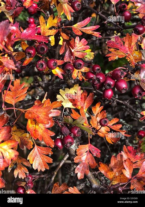 Hawthorn hedge with autumn leaves and ripening berries, Crataegus Monogyna Stock Photo - Alamy