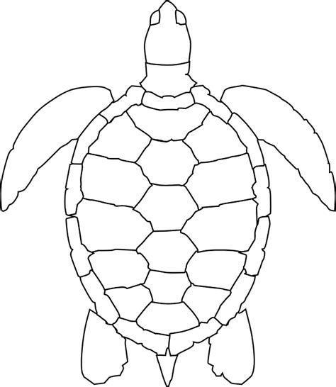 Turtle Animal Reptile · Free vector graphic on Pixabay