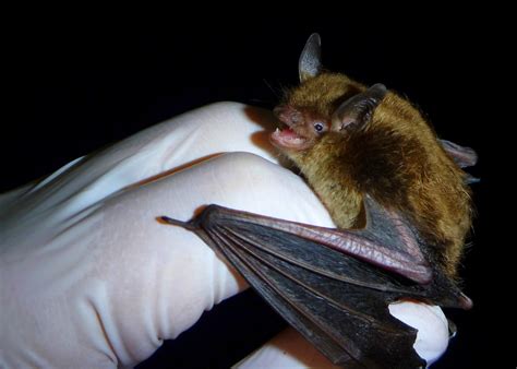 Little Brown Bat (Wildlife of Barr Lake State Park) · iNaturalist