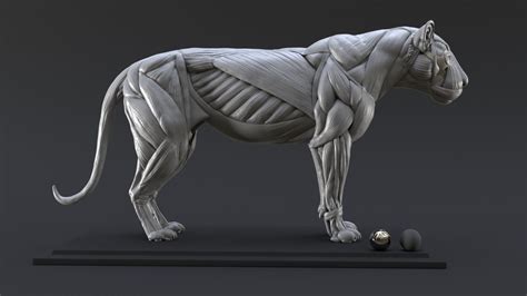 Lion study n°1 : muscles by NicolasMOREL | Creatures | 3D | CGSociety ...