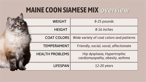 A Guide To The Fascinating Maine Coon Mix With Siamese