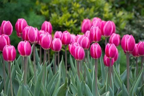 Want Bigger, Brighter Tulips? Plant Hybrids! - Longfield Gardens