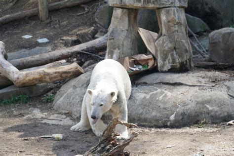 Polar Bear Maryland Zoo - Free photo on Pixabay - Pixabay