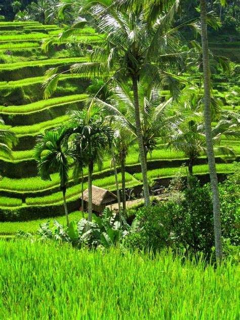 * My Little Piece of Heaven *: Bali Adventure #4 - Rice Padi Fields in Tegallantang, Ubud