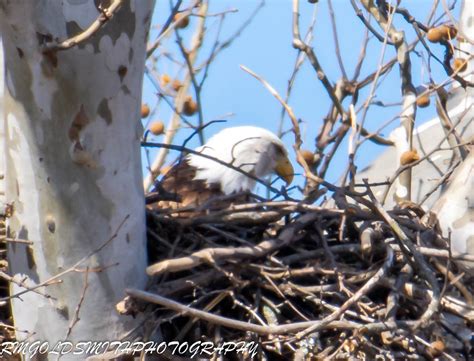 Our Wonderful World – Ohio Bald Eagles – RM Goldsmith Photography