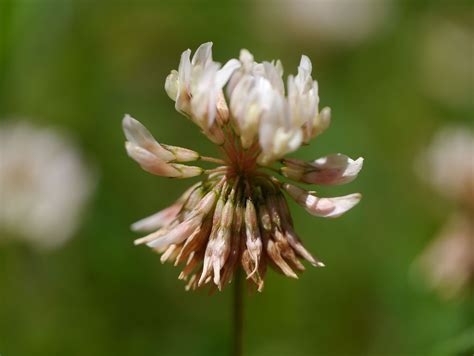 White clover | Identify that Plant