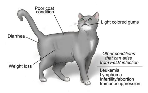 Feline Leukemia Virus, once deadly for cats. Now a vaccine.