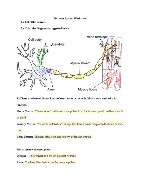 Parts Of A Neuron Worksheet | Porn Sex Picture