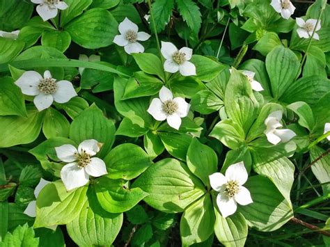 Bunchberry, a Beautiful and Valuable Wild Edible - Eat The Planet