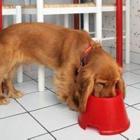 Best Dog Food For Cocker Spaniel With Allergies: Prone And Symptoms Of ...