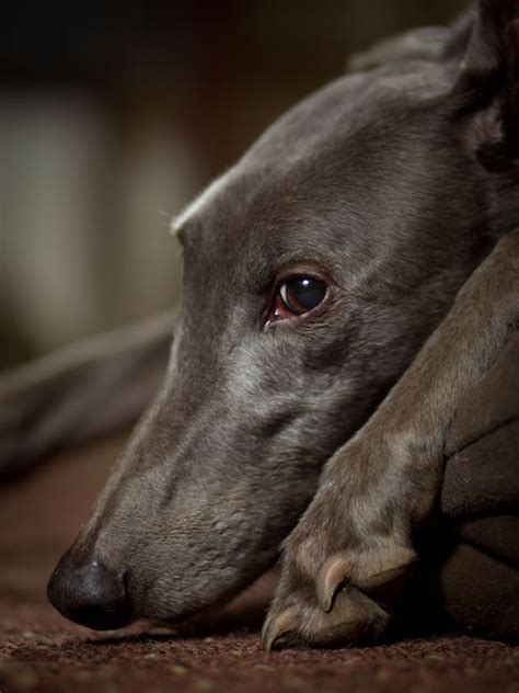 'Blue' - Rescued greyhound © 2012 Terri Jacobson Photography. | Grey hound dog, Greyhound ...