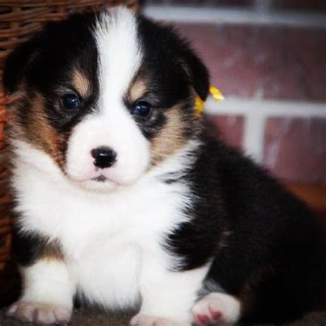 tri color corgi puppies - Lakisha Willoughby