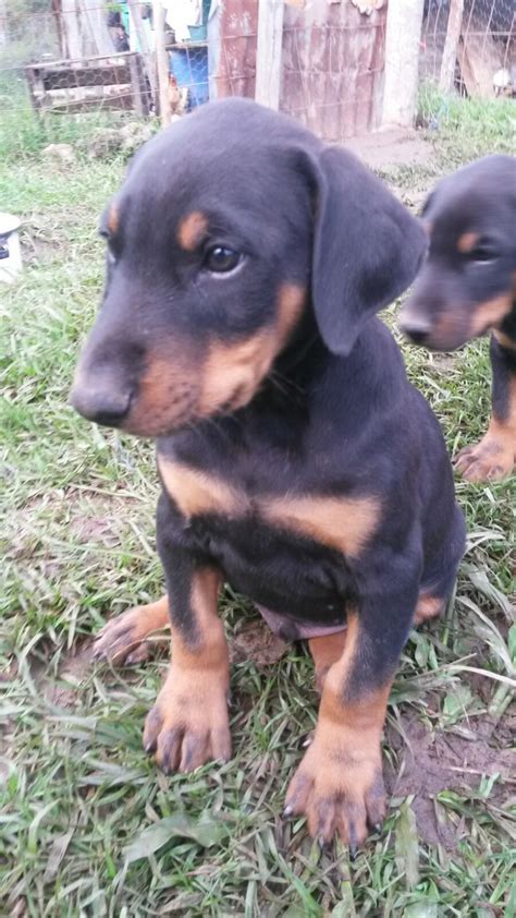 Colombia; Cachorros Dobermann en Medellín y Bogotá, Venta de cachorros ...