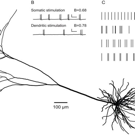 Pyramidal cell and burst firing. A, Reconstructed layer 5 pyramidal ...