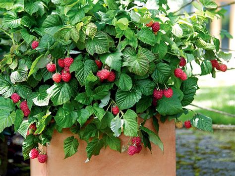 How To Grow Raspberries - Indoor Plants