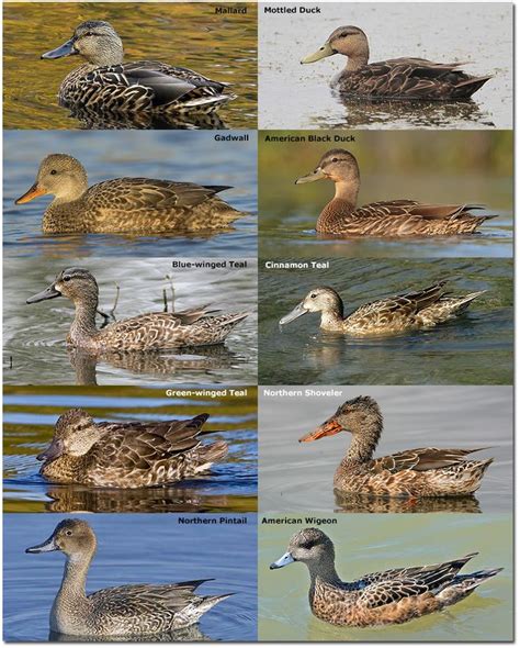 Puddle Ducks | Duck identification, Pet ducks, Waterfowl hunting