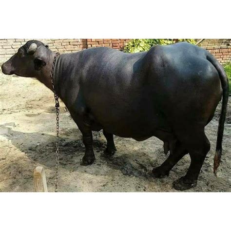 Murrah Breed Buffalo Supplier,Murrah Breed Buffalo Trader In Karnal ...