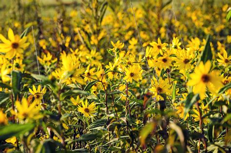 Wordless Wednesday - Yellow Coneflower — Lana L. Pugh