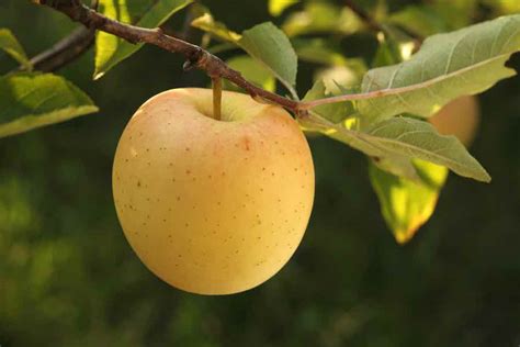 Golden Delicious Apples - Minneopa Orchards