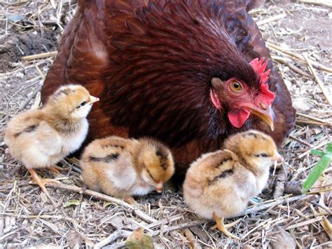 chicken breeds rhode island red, hen | LIFE - Learning In a Family Environment: New baby chicks ...