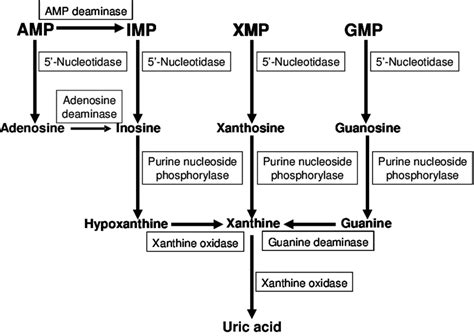 Metabolic pathways of uric acid formation from nucleotide... | Download ...