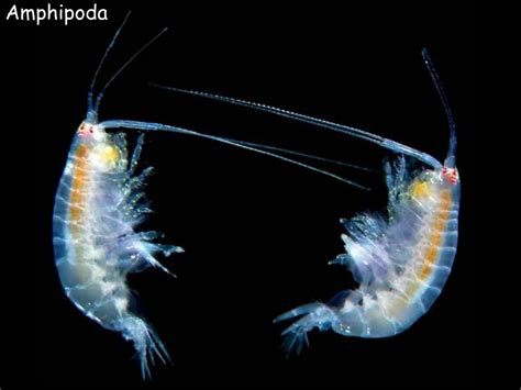 PPT - Zooplankton PowerPoint Presentation - ID:206041