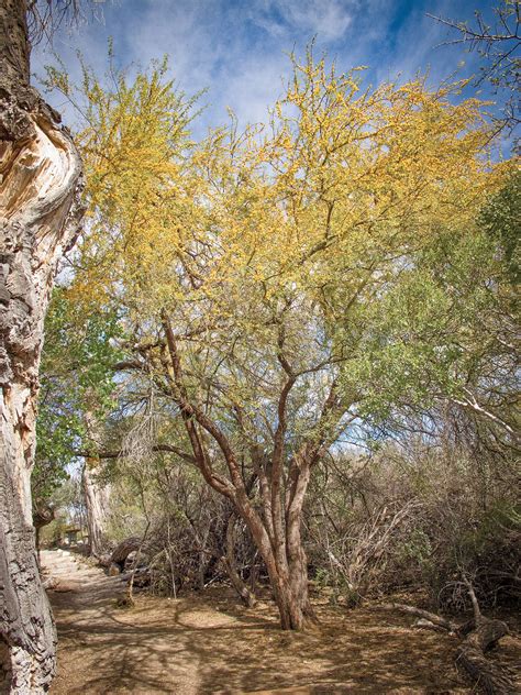 Golden Huisache Blooms|January-February 2020| TPW magazine