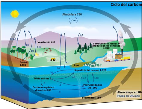 Diagrama De Ciclo De Carbono Pasos Del Ciclo Del Carbono Kulturaupice | The Best Porn Website