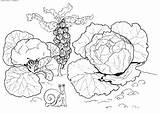 Cabbage Coloring Pages sketch template