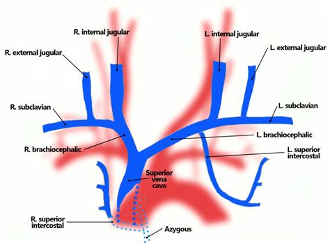 brachiocephalic vein | Radiology technician, Nursing notes, Ultrasound ...