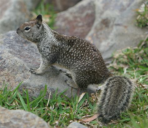 Small Mammals – Baldwin Hills Nature