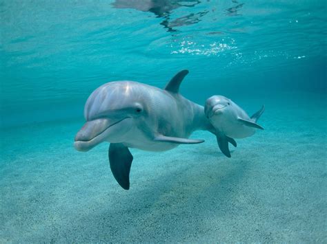 🔥 [47+] 3D Dolphin Wallpapers | WallpaperSafari