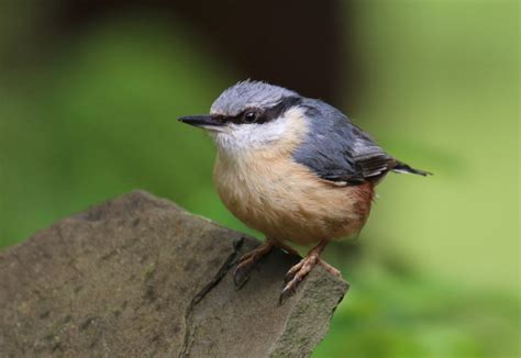 New Forest Wildlife Weekend | Swallow Birding