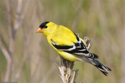 The Goldfinch Nest: American Goldfinch Nesting Habits - Daily Birder