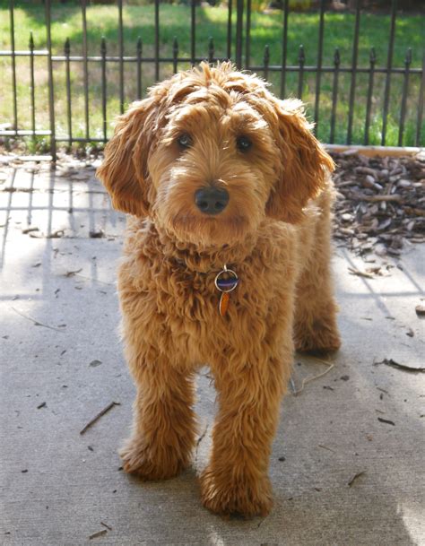 Annie 8 mos 2 - Valley Vineyard Labradoodles | Mini goldendoodle puppies, Goldendoodle puppy ...