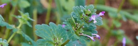 Henbit Weed Control: How To Get Rid of Henbit | Solutions Pest & Lawn