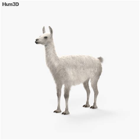 Llama Rigged 3D model - Download Mammals on 3DModels.org