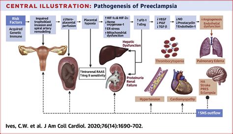 Preeclampsia—Pathophysiology and Clinical Presentations: JACC State-of-the-Art Review | Journal ...