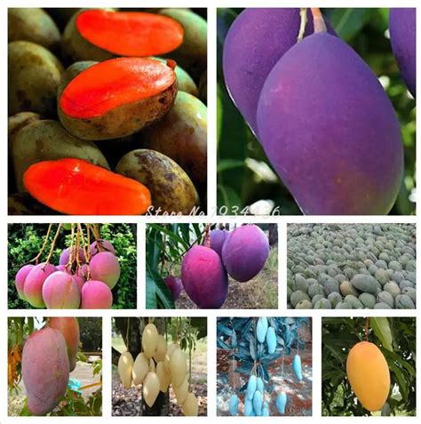 3 Pcs/bag Giant Mango Bonsai Seeds Rare Miracle Sweet Delicious Edible ...