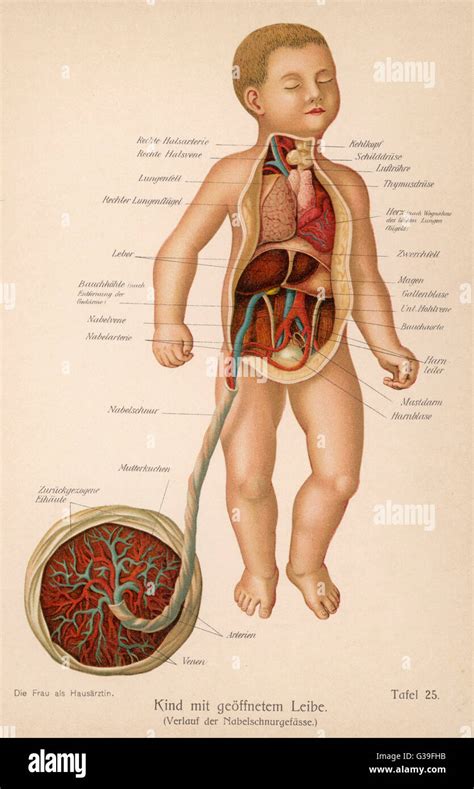 Umbilical Cord Diagram