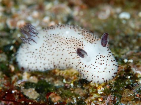 Adorbs of the Day: People are Rightfully in Love with These Japanese Sea Slugs | Sea slug, Bunny ...