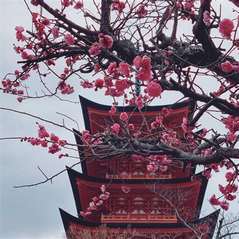 Cherry blossoms blooming in Japan on the island of Miyajima near ...