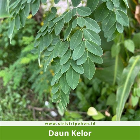 Ciri Ciri Pohon Kelor (Moringa oleifera) — CIRICIRIPOHON.ID