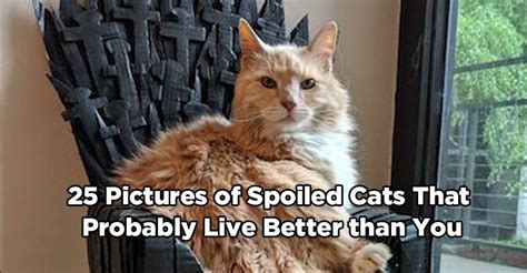 25 Pictures of Spoiled Cats that Probably Live Better than You - We ...