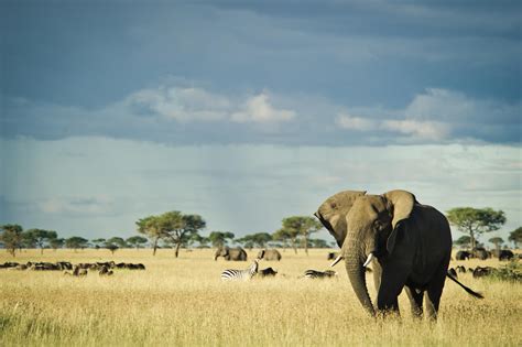 Serengeti National Park (4) - Adventures Africa - African Safari and ToursAdventures Africa ...