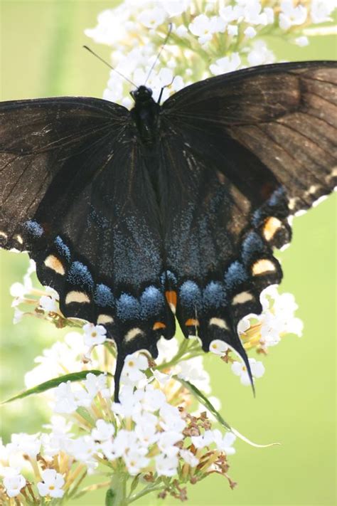 Butterflies of Indiana - indianajones